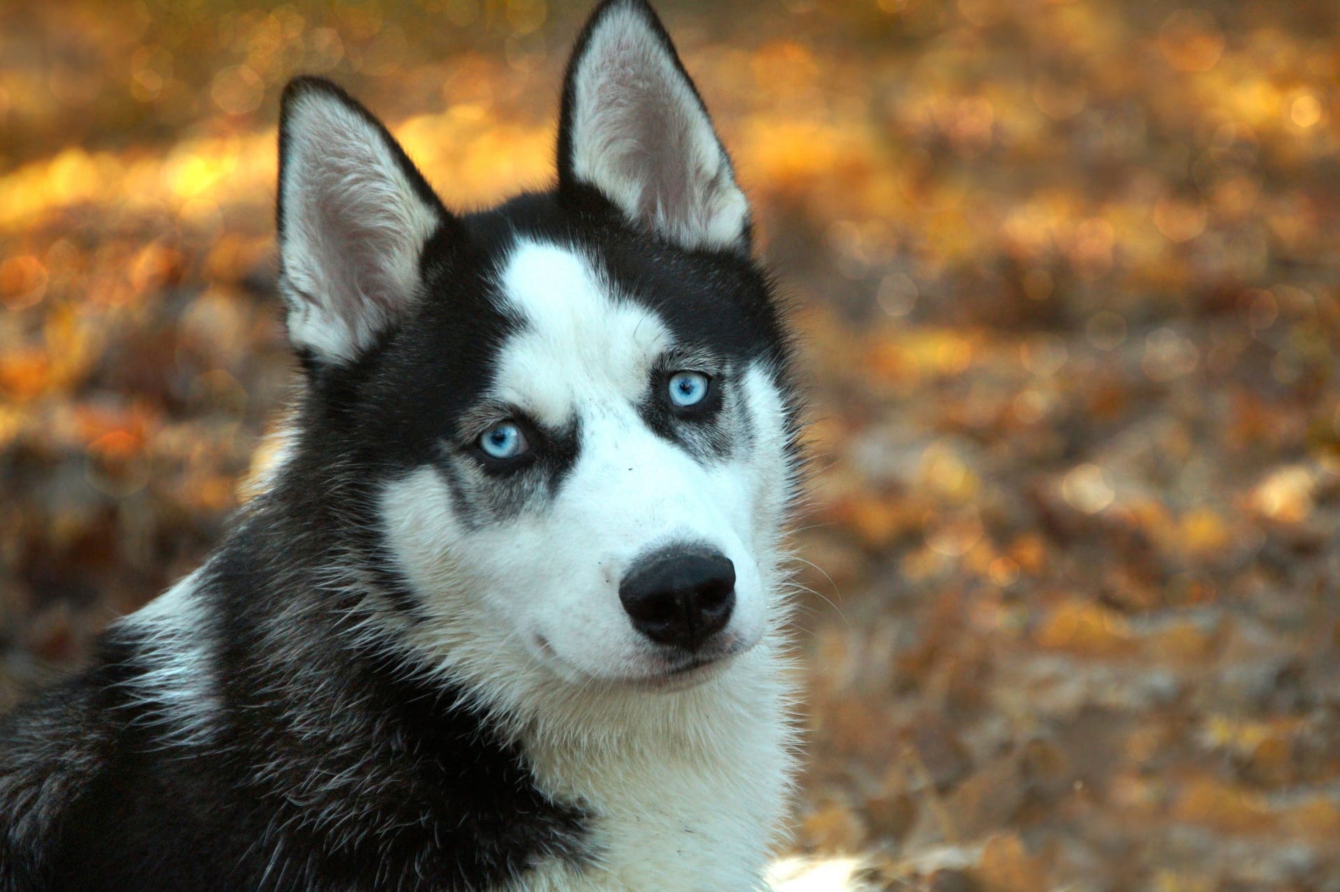 Best Grooming Brush for Siberian Husky Dogs LA LA LAND