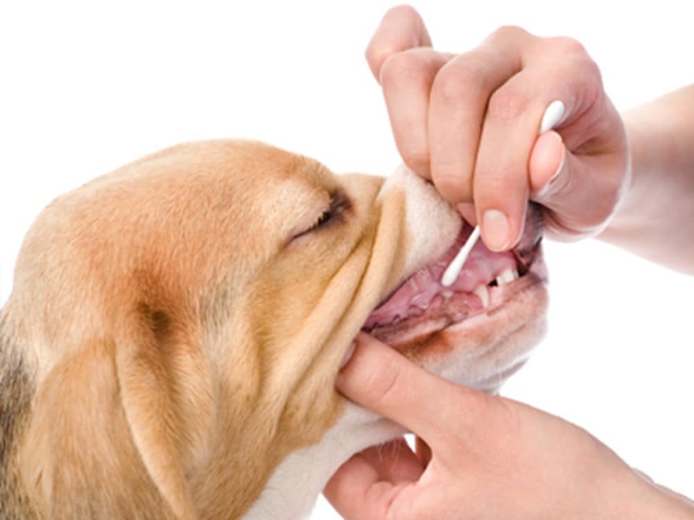 genetic-health-testing-for-dogs-dogs-la-la-land